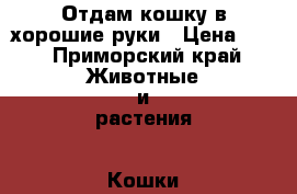Отдам кошку в хорошие руки › Цена ­ 1 - Приморский край Животные и растения » Кошки   